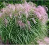 Stauden Gänge 1 x Miscanthus sinensis 'Flamingo' im 1 Liter Produktbild-Vorschau 2