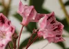 Lorbeerrose - Berglorbeer Moyland - Kalmia latifolia Produktbild-Vorschau 2