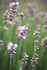 Lavandula angustifolia 'Munstead', Lavendel, violett, ca. Produktbild-Vorschau 6