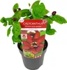 Sinocalycanthus Hartlage Wine, srednica 19cm, wysokosc 30 - Podgląd zdjęcia produktu 1