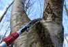 Silky 3-teilige Teleskopsäge Forester 3000, Astsäge Produktbild-Vorschau 7
