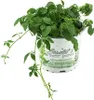 Enseleits Jiaogulan Pflanze Gynostemma pentaphyllum, aus Produktbild-Vorschau 1