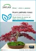 SAFLAX  - Acero palmato rosso - 20 semi - Acer Anteprima dell’immagine prodotto 1