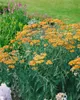 Achillea millefolium 'Terracotta', Schafgarbe, orange, ca. Produktbild-Vorschau 8