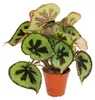 Listová Begonia - Begonia masoniana Mountain - hnedé listy Náhled obrázku produktu 2