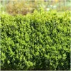 Planten van Frank | Buchsbaum (Buxus) | Buxus | Heempjes | Productafbeelding-voorbeeld 2
