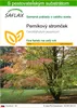SAFLAX - perníkový stromček - Cercidiphyllum japonicum - Náhľad obrázku produktu 1