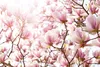 Muralo Selbstklebende Fototapete MAGNOLIEN Blumen Pflanzen Produktbild-Vorschau 2