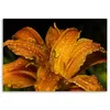 Leinwandbild goldene lilie 90x60 cm Feeby orange wandbild Produktbild-Vorschau 3