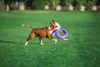 Puller Maxi Jouet pour chien anneau épais flottant Voir les images du produit 7