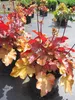 Heuchera micrantha Blondie - Purpurglöckchen Blondie - Produktbild-Vorschau 2