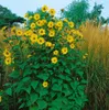 Helianthus atrorubens, Sonnenblume, gelb, ca. 11x11 cm Topf Produktbild-Vorschau 7