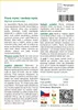 SAFLAX - Pravá myrta / nevěsta myrta - Myrtus communis - 30 Náhled obrázku produktu 3