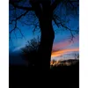 A silhouette of a large tree against a vibrant sunset sky. Voir les images du produit