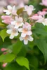 Kolkwitzia amabilis, Kolkwitzie, rosa Blüten, 60–100 cm Produktbild-Vorschau 7