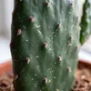 Bloomique - Opuntia Rubescens - Road Kill Cactus - Roślina Podgląd zdjęcia produktu 5
