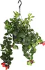 Dehner Schamblume Mona Lisa, Aeschynanthus radicans, in Produktbild-Vorschau 1
