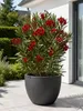 Oleander Semplice Rosa, 120–140 cm – Rosier fleuri de type Voir les images du produit 1