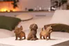 3D puzzle, PUPPIES TRIO, Karton, 227 dílků Náhled obrázku produktu 21
