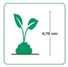 4 Pflanzen Lampenputzergras 'Hameln' XL, Pennisetum Produktbild-Vorschau 5