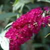 Buddleja Royal Red - Sommerflieder/Schmetterlingsflieder - Produktbild-Vorschau 1