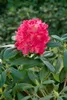 Rhododendron yakushimanum 'Sonatine', rosa Blüten, 25–30 cm Produktbild-Vorschau 2