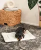 lionto Couverture pour animaux domestiques, couverture Voir les images du produit 2