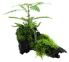 Aquarium Pflanze Hygrophila pinnatifida und Moos auf Wurzel Produktbild-Vorschau 3