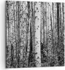 Bild auf Leinwand - Leinwandbild - Einteilig - Birken Wald Produktbild-Vorschau 1