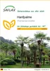 SAFLAX - Hanfpalme - 10 Samen - Chamaerops excelsa Produktbild-Vorschau 1