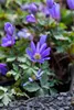 Anemone blanda 'Blue Shades', Balkan-Windröschen, blau, ca. Produktbild-Vorschau 13