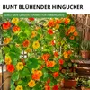 Kapuzinerkresse Rankende Mischung Samen - Tropaeolum majus Produktbild-Vorschau 7