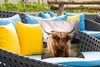 MuchoWow® Outdoor Kissen - Schottisches Hochlandrind - Kuh Produktbild-Vorschau 4