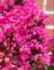 Lagerstroemia indica 'Berry Dazzle' Stämmchen 140–150 cm – Produktbild-Vorschau 3