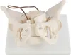 Anatomie Modell Model Weiblich Skelett Geburt Demonstration Produktbild-Vorschau 2
