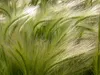 SAFLAX  - Orzo crinito - 70 semi - Hordeum Anteprima dell’immagine prodotto 4