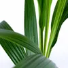 Bloomique - Cocos Nucifera - Palma kokosowa - Rośliny Podgląd zdjęcia produktu 3