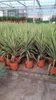 Rows of potted Yucca elephantipes plants in a greenhouse. Podgląd zdjęcia produktu