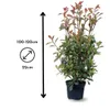 Photinia red robin - plantes de haies - ↕ 100-120 cm - ⌀ 22 Voir les images du produit 3