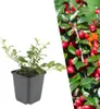 Plants by Frank | 60 Zwergmispel Pflanzen | Cotoneaster Produktbild-Vorschau 1