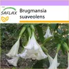SAFLAX - Andělská trubka / Bílá - Brugmansia suaveolens - Náhled obrázku produktu 5