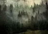 Vlies Fototapete - Misty Beauty of the Forest 150x105 cm Produktbild-Vorschau 6