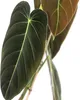 Schwarzgoldener Baumfreund - Philodendron melanochrysum Produktbild-Vorschau 3