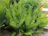 Stauden Gänge 1 x Matteuccia struthiopteris im 1 Liter Topf Produktbild-Vorschau 1
