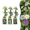 Green boutiQ - Passiebloem - Passiflora Tricolour  - Bloem Voir les images du produit 1