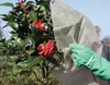 Rosenschutzvlies (3 Stück) | Winterschutz von Gardissimo Produktbild-Vorschau 6