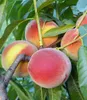 BALDUR Garten 1x Pfirsich 'Majorita®', Pflanze im 3 Produktbild-Vorschau 2
