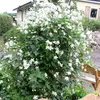 2 x Clematis Summer Snow | zestaw 2 powojników - białe, Podgląd zdjęcia produktu 3