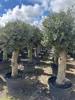 Olivenbaum XXL ca. 60 Jahre Alt Winterhart bis -17 Höhe ca. Produktbild-Vorschau 2