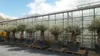 uriger, alter Olivenbaum, knorrige Olive 100 Jahre, Produktbild-Vorschau 9
